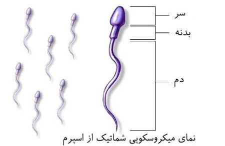 همه چیز درباره تست یا آزمایش اسپرم و آنالیز آن همه چیز درباره تست یا آزمایش اسپرم و آنالیز آن