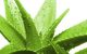 شرح کامل خواص گیاه «آلوئه ورا» (aloevera)