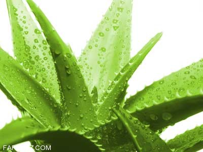 شرح کامل خواص گیاه «آلوئه ورا» (aloevera) شرح کامل خواص گیاه «آلوئه ورا» (aloevera)