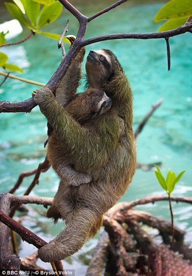 گزارش تصویری از حیوانات در حال انقراض جهان