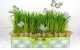 مدل سبزه به شکل طاووس برای سفره هفت سین