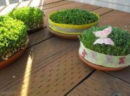 آموزش کاشت انواع بذر سبزه عید و نگهداری انواع سبزه ها