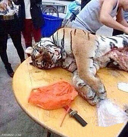 مردی که گوشت و خون ببرهای وحشی را می خورد + عکس