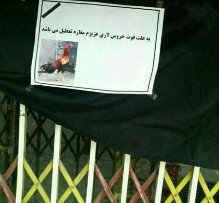 به روزترین تصاویر خنده دار از سوژه های مختلف