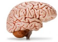 مغز انسان چگونه فرگشت یافت؟ (چگونگی تکامل مغز انسان)