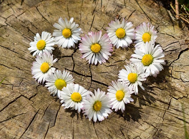 عکس گل های زیبا کمیاب و دیدنی و لاکچری