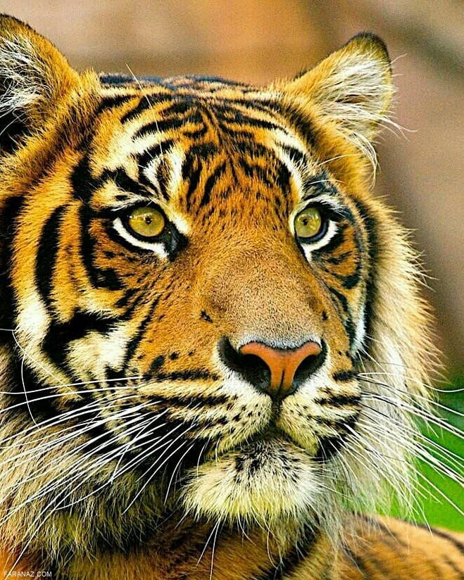 تماشای جهان با عکس های ناب از حیات وحش زیبا و خارق العاده