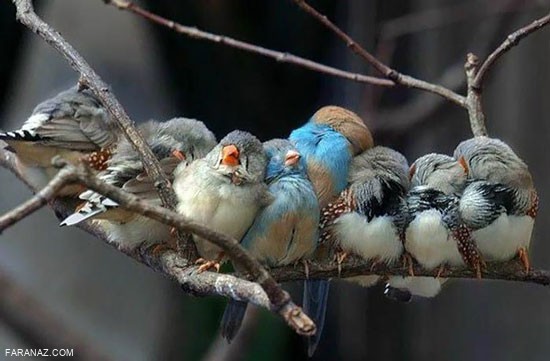 تماشای جهان با عکس های ناب از حیات وحش زیبا و خارق العاده