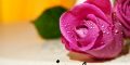 پیام های زیبا برای صبح بخیر