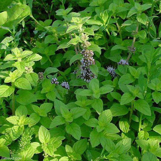 درباره ی پونه کوهی و خواص شگفت انگیزش