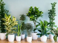 محبوب ترین گیاهان آپارتمانی و توصیه هایی برای نگهداری از آنها