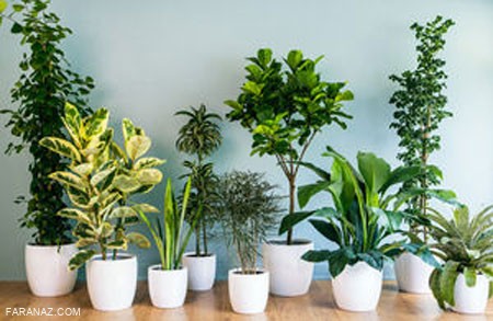 محبوب ترین گیاهان آپارتمانی و توصیه هایی برای نگهداری از آنها محبوب ترین گیاهان آپارتمانی و توصیه هایی برای نگهداری از آنها