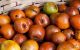 همه چیز درباره میوه کنار + عکس