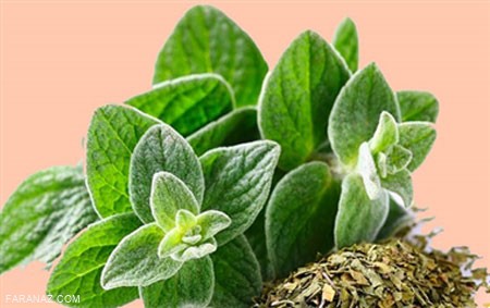 درباره ی پونه کوهی و خواص شگفت انگیزش