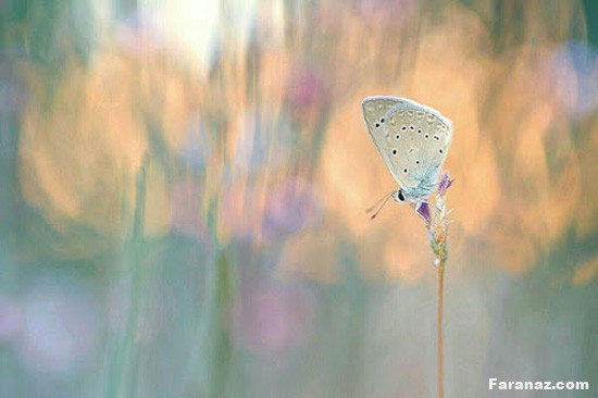 عکس های خارق العاده و زیبا از دنیای پروانه ها