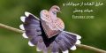 عکس های جدید زیبا و خارق العاده از حیوانات و حیات وحش