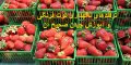 آموزش چیدن توت فرنگی + روش های نگهداری و بسته بندی توت فرنگی