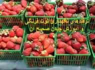 آموزش چیدن توت فرنگی + روش های نگهداری و بسته بندی توت فرنگی