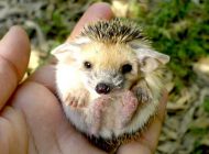 عکس جوجه تیغی های نازنازی و زیبا در حیات وحش