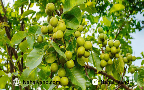 تاثیر نهال های گردوی پر ثمر در احداث یک باغ تجاری پربار تاثیر نهال های گردوی پر ثمر در احداث یک باغ تجاری پربار