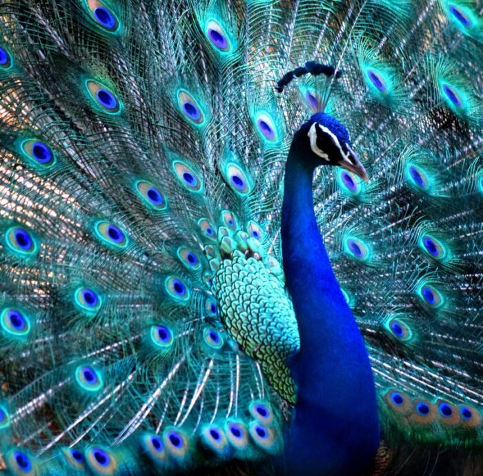 دانستنی های شگفت انگیز درباره طاووس پرنده ی جذاب و زیبا