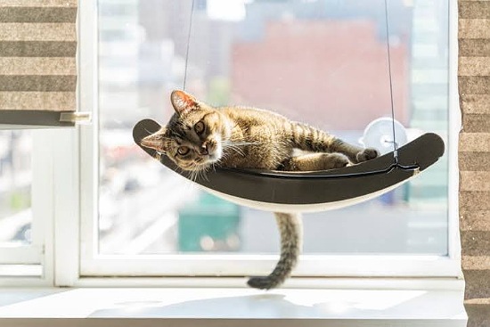چه گربه ای برای نگهداری مناسب است؟